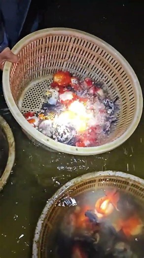 Yuanbao Goldfish! The body is very compact! #goldfish #koi #freshwater