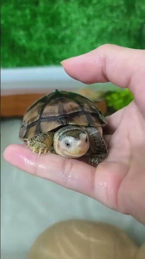 Essential Turtle Care Guide for Beginners