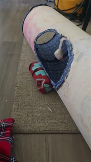 concrete tube turned into a cat tunnel. #catlife #hobby #craft #cattunnel
