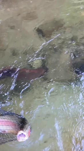 4K views | The Battle Between Eels and Trout in New Zealand ~ “New Zealand is a dream country for all trout bum #catfish #knot #bassfishing  #salmon #lures #fishingknot #rigs #fishing | Fishing Life | Facebook