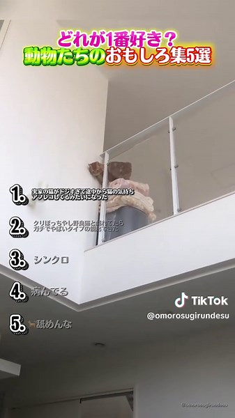 犬のおもしろ動画集