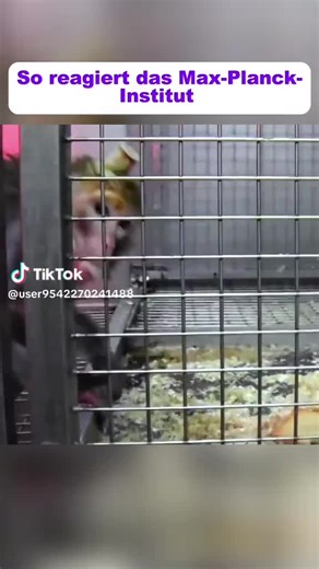 𝓓𝓲𝓼𝓮𝓷𝓬𝓱𝓪𝓷𝓽𝓮𝓭 (@disenchanted_world)’s videos with Originalton - 𝓓𝓲𝓼𝓮𝓷𝓬𝓱𝓪𝓷𝓽𝓮𝓭