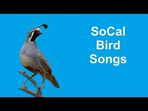 26 Common Backyard Bird Songs | Southern California [Beginners Guide]
