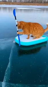 Hilarious Ice Rowing Fail #funnycat #iceadvanture #viralreels | Fluffy Moments