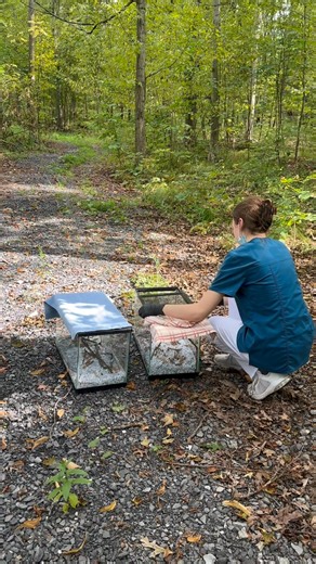 This immature male cardinal came to us as a late fledgling that wasn’t yet flying. With a little time, he was ready to go. Here he is regaining his freedom! #northerncardinal #wildliferelease #wildliferehabilitation #centrecounty #savethebirds | Centre Wildlife Care