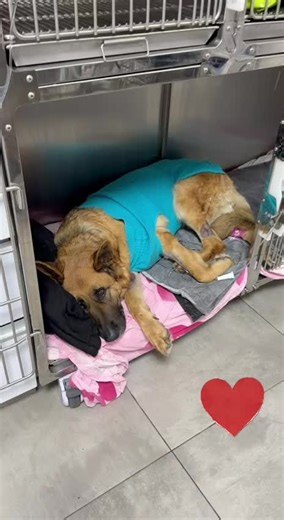 لوسي احسن الحمد الله 🥰🥰🥰 #munther_lucy #محبين_منذر_ولوسي #لوس_مريضه #لوسي_ومنذر #دعواتكم