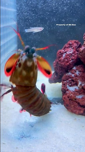 Mantis Shrimp Prey on Small Fish (Slowmotion) #mantisshrimp #udangmantis