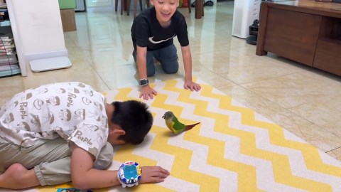Parrot copies two little boys bowing heads