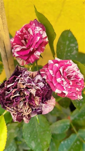 Multiple color rose plant blooming 🏵️ #shorts #nature #gardening