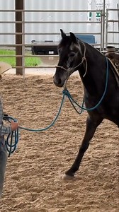 We showcase a stunning 4-year-old colt, son of Lightning True Love and Blue-Blooded Bandit. A lineage steeped in Stormy Lightning's excellence. Witness his potential! #Colt #Horses #BlueBloodedBandit #LightningTrueLove #StormyLightning #Equine #Foal #HorseBreeding #Stallion #Mare | Ed's Walking Horses