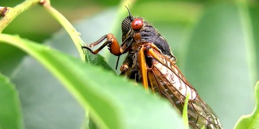 Pet Vet: Cicadas and Pet Safety
