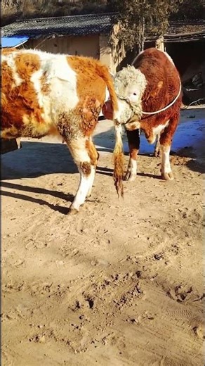 I paired this one at the beginning and I paired it again for the second nest1022