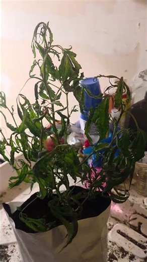 what not to do pyrethrin