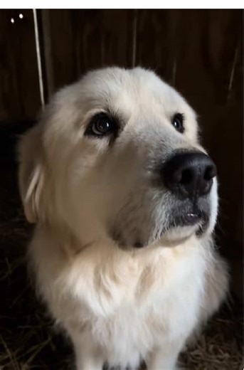 Understanding Good Communication Skills in Great Pyrenees