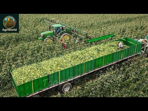 🌽 How Millions of Acres of Corn are Harvested | Corn Farming