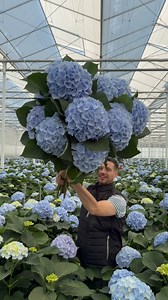 Largest baby blue Hydrangea field in the world😍Danny is showing you the Pico Bello Hydrangea Verena Blue!#verenablue #hydrangea #hydrangeas Thursd. | Peter van Delft