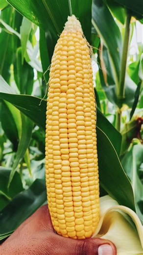 The Joys and Challenges of Farming in South Africa