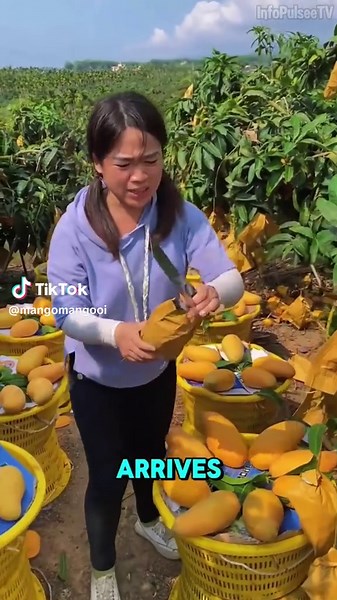 mango meme #fyp #viral #mango #sigma my mango what is the mango meme | mango