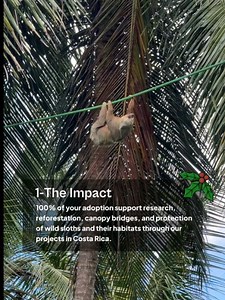 81 reactions | The Sloth Conservation Foundation on Reels | Facebook