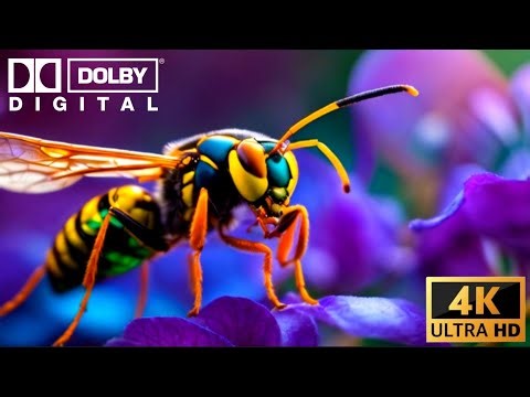 Stunning 4k Ultra HD Relaxing video With Music | 4k ultra HD