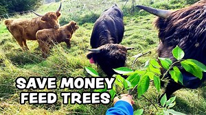 Tree Hay: Money-Saving Farm Hack?
