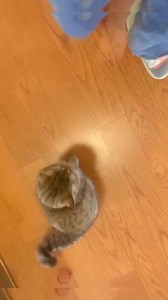 Don't leave me 😿 #cute #sad #cat | Kawaii Kat