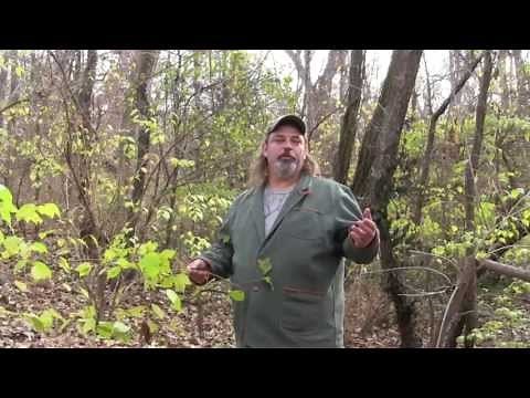 Invasive species: Bush honeysuckle