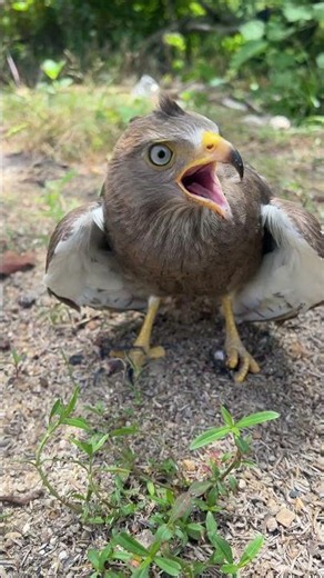 hawks sound 😱🦅#shorts #birds #hawk #birdsong #birdsounds #eagle #nature #animals #falcon #wildlife