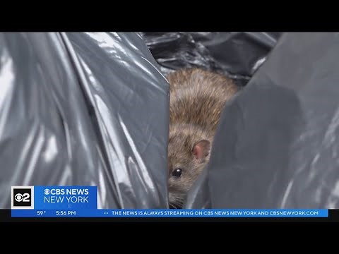Inside one of NYC's new rat mitigation zones