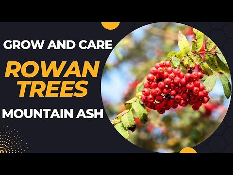 Rowan Tree Care: How To Grow and Care For Rowan Tree | Grow And Harvest Mountain Ash