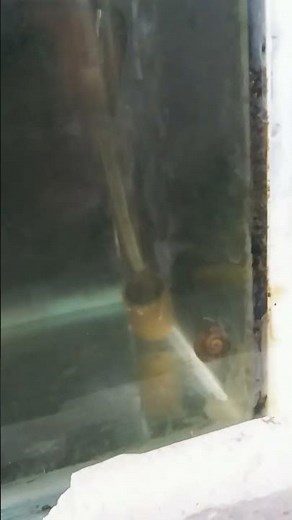 Apple Snail Eggs Hatching 😱 | Baby Snails Birth #shorts #snail