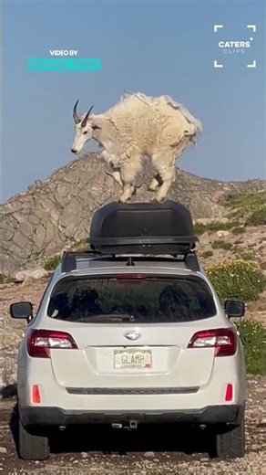 Goat Dances On A Car
