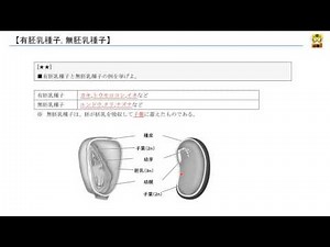 有胚乳種子, 無胚乳種子 【高校生物】