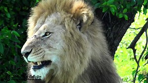 2K views · 124 reactions | A lovely sighting of Chongo along the Bila-Shaka Lugga that his coalition is named after #zebraplainsmoments #zebraplainscollection | Zebra Plains Mara Camps - Zebra Plains Collection | Facebook