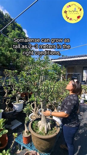 2.9K views · 43 reactions | Meet my tallest Adenium Somalense, reserved as my mother plant. This rare beauty can grow towering up to 2–3 meters and develop a majestic, tree-like form. Soon, I’ll be sharing the charm of grafted Somalense. Konting patience lang habang nagpaparami si plantita  #adenium #somalense #giantadenium #adeniumlover #GardenGoals | Angie Lee Libunao | Facebook