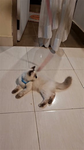 Silky our Himalayan kitten playing with her leash #cat #love #play