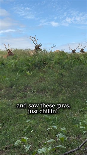 360K views · 5.4K reactions | The elk are out and about at the new Elk View Park! #ElkViewing #ImpressiveAnimals #GaylordMichigan #ElkHerd #PureMichigan Find this place here: https://bit.ly/4nq0uNX | Gaylord Michigan Tourism Bureau | Facebook