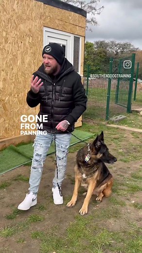 The Reason Most Dogs React On the lead ie lunging is because you are missing the signs, you’re not paying attention to the dog before it explodes and your attention only goes on them when it’s to late. If you stop your dog before it explodes, break that fixation before it’s to late, it’s much easier to stop the dog. Remember if your dog begins to fixate, slow down, stiffen up, the tail changes, the ears change etc interrupt and create space #germanshepherd #gsd #reels | Southend Dog Training