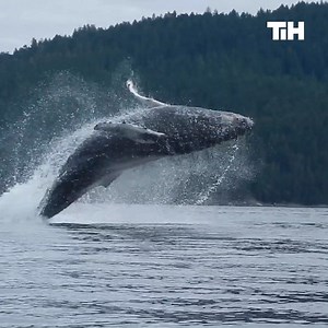 443K views · 407 reactions | When nature scares the bleep out of you! #ThisIsHappening #Scary #Nature | This is Happening | Facebook