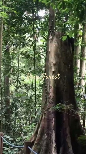Rain Forest at Botanic Gardens, Singapore