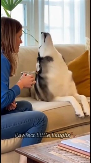 When Your Husky Overreacts for No Reason 😂🤦 ♂️