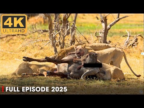 How a Lion Pride Hunts Prey | Cat Attack-tics (Full Episode) | Nature Animal Documentary