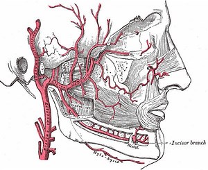 Maxillary artery - Alchetron, The Free Social Encyclopedia