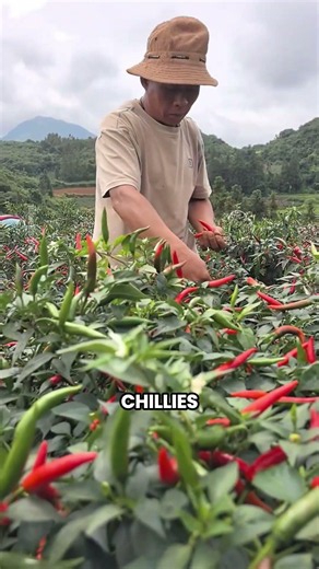 China’s Smart Farming Technology for Chili Production