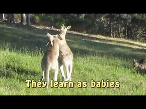 How kangaroos fight