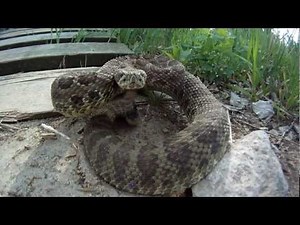 rattlesnake attacks GoPro helmet camera