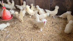 Grading out some white Sultan | Cackle Hatchery