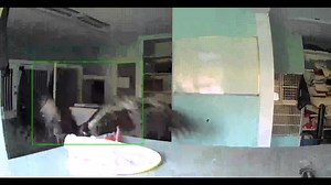 12K views · 797 reactions | This juvenile Bald Eagle was a Houdini...