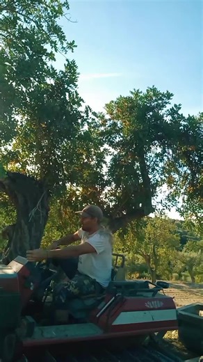 Sicilianusugnu: A Taste of Sicily's Heart