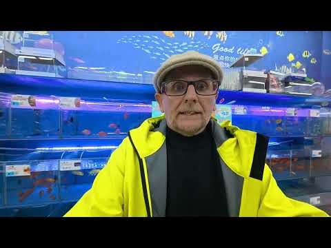 would you buy LIVE animals in a Chinese market? 